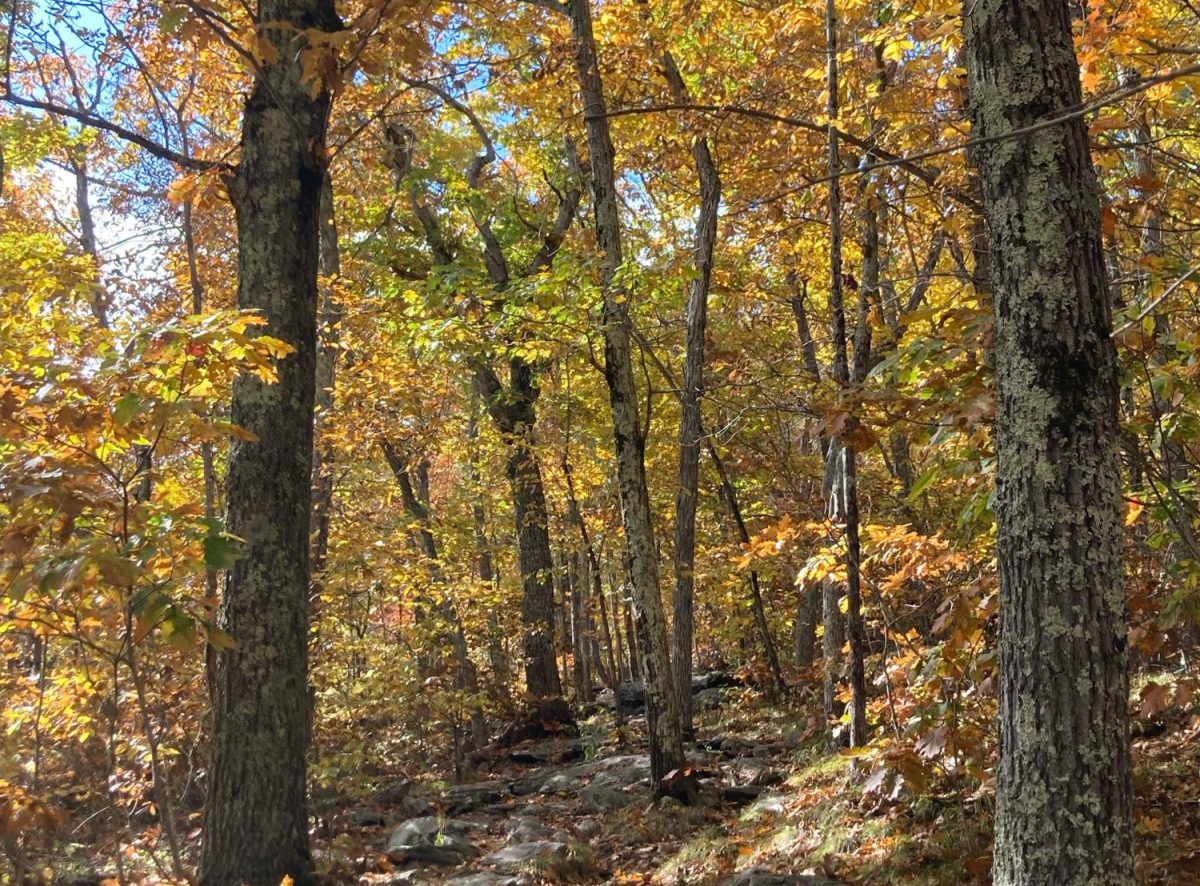 5 Incredible Places Near Maynard To View Fall Foliage